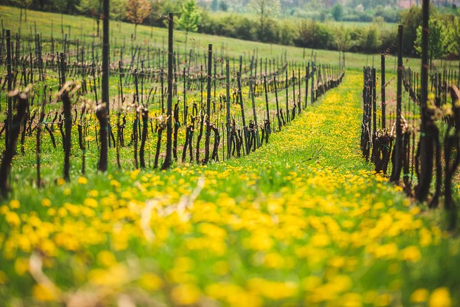 A delightful wine tasting in the scenic countryside with lunch - Medieval ruins and the country lunch