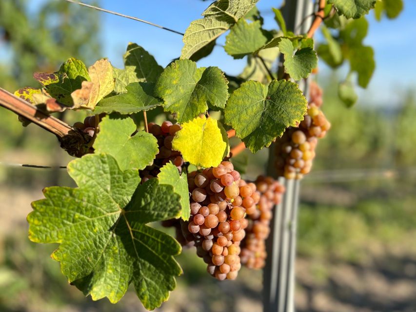 Czech Vineyards and Wine Tasting 4WD Tour with Lunch - From Prague to Třebívlice by comfortable 4x4