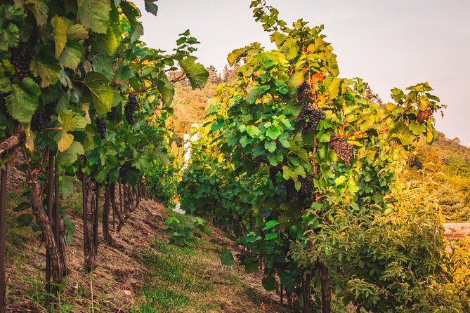 Full Day Private Tour to Kutná Hora with Wine Tasting - The Cathedral of Assumption begins the sightseeing
