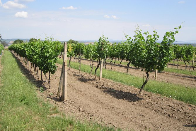 Moravian wine trails - The guide makes the difference