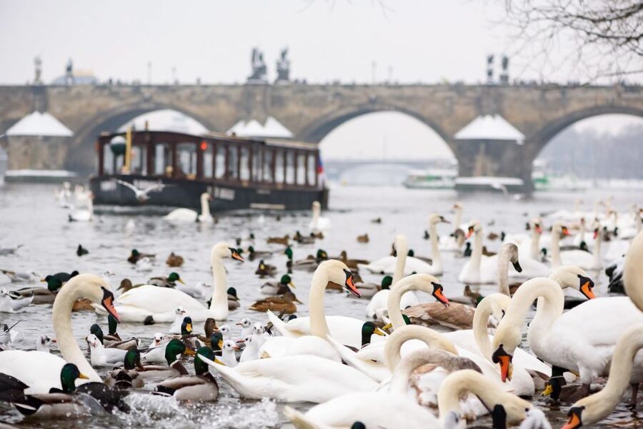 Prague: 1.5-Hour River Boat Cruise and Guided Tour - Key points to know before booking