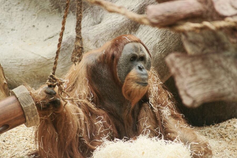 Prague: Boat Ride to the Zoo and Admission Ticket - Should you book this boat ride to Prague Zoo?