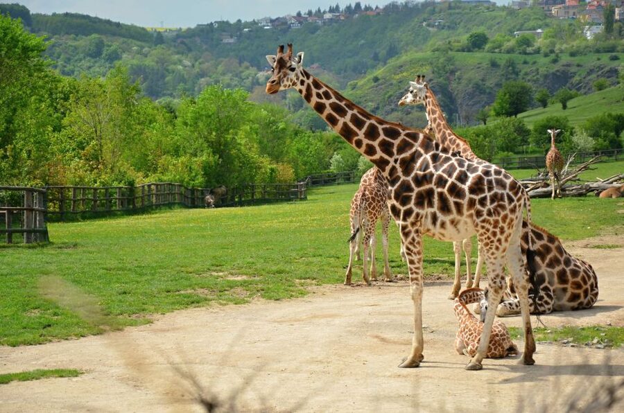 Prague: Boat Ride to the Zoo and Admission Ticket - The twelve pavilions worth prioritizing