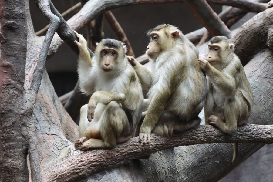 Prague: Boat Ride to the Zoo and Admission Ticket - Returning to central Prague without confusion