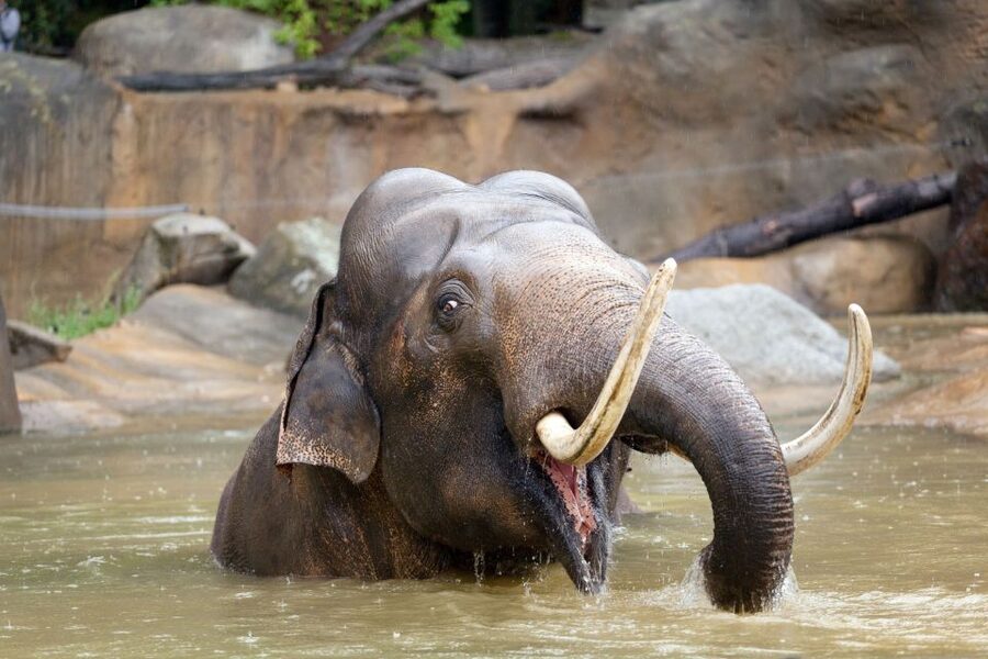 Prague: Boat Ride to the Zoo and Admission Ticket - Is $74 good value for a seven-hour day?