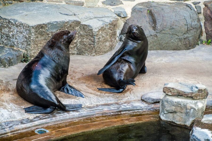 Prague: Boat Ride to the Zoo and Admission Ticket - Entering Prague Zoo and planning your route