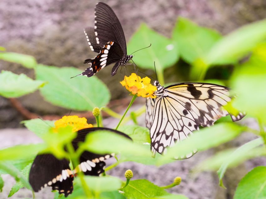 Prague: Papilonia Butterfly House - What adults should expect from the small space