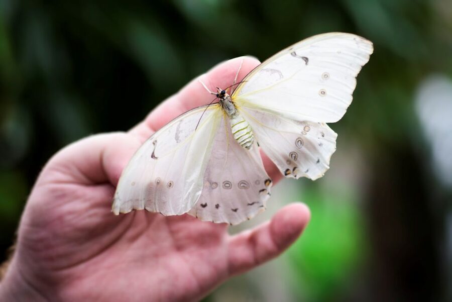 Prague: Papilonia Butterfly House - How the $9 admission measures up
