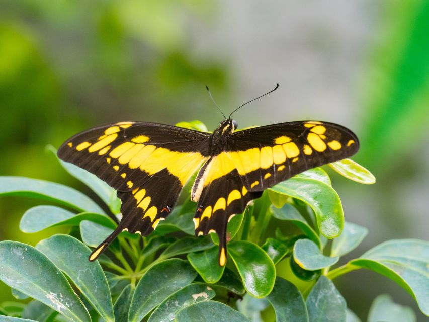 Prague: Papilonia Butterfly House - Finding the entrance and planning your visit