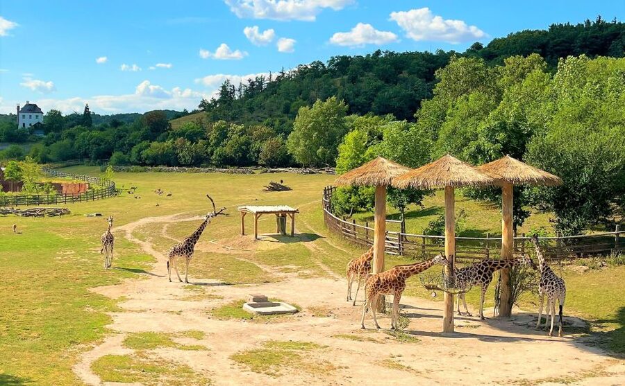 Prague: Prague Zoo Audio Guide with E-Ticket - Using the two maps without getting turned around