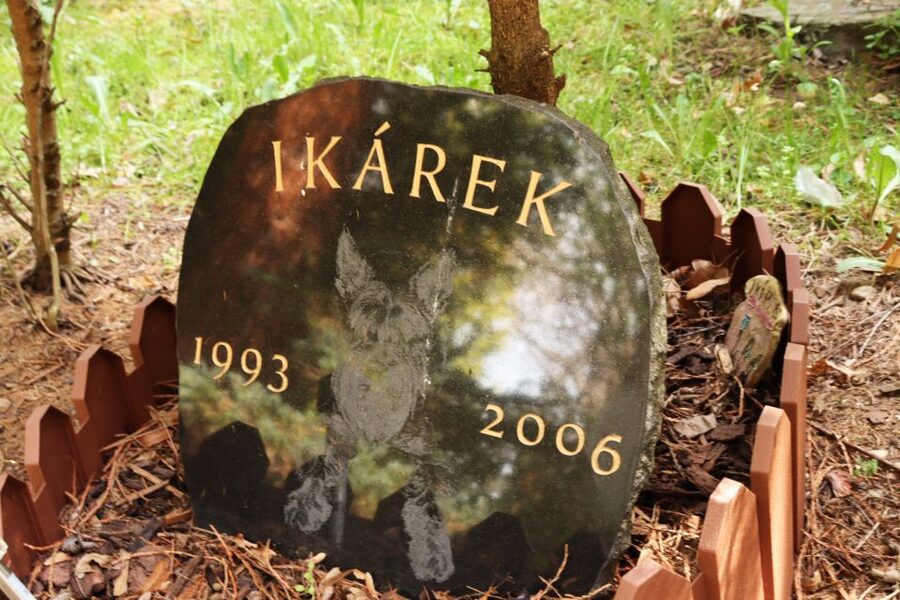 Prague: Psychiatric Hospital and Abandoned Cemetery Tour - The cemetery walk and its uneasy quiet
