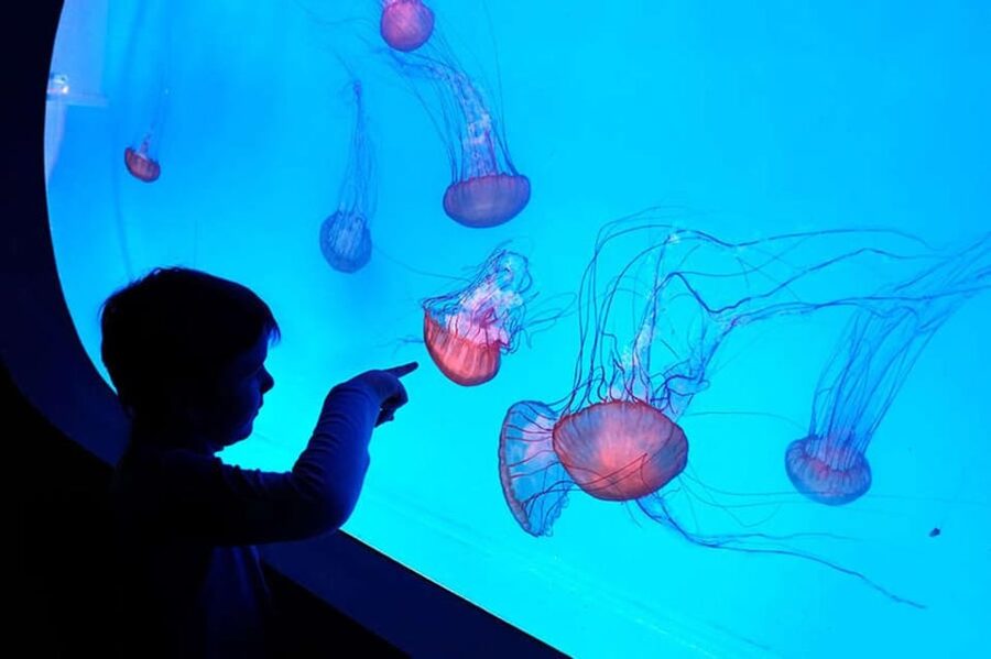 Prague: The World Of Jellyfish Entry Ticket w/ Drink - The Guinness-recognized spherical aquarium