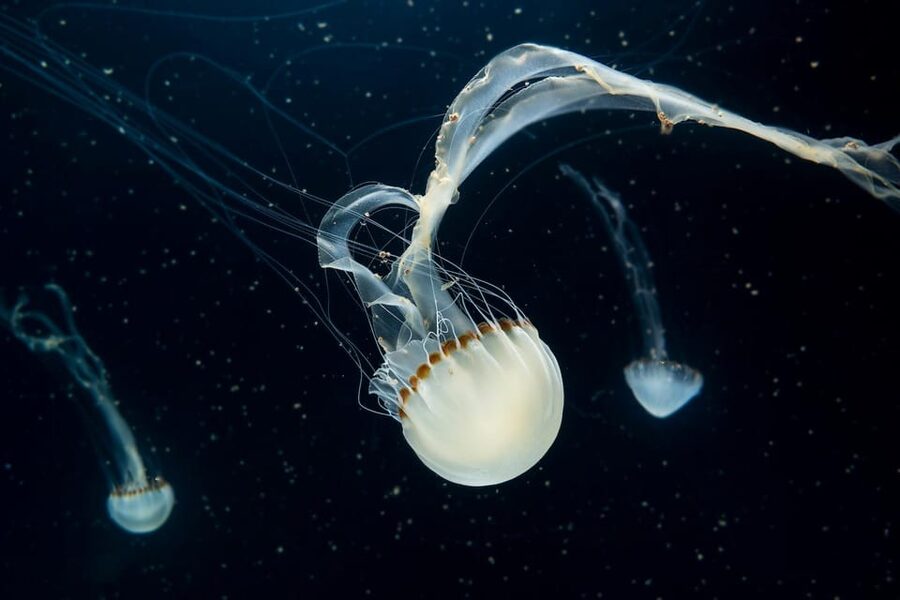 Prague: The World Of Jellyfish Entry Ticket w/ Drink - Should you book The World of Jellyfish?