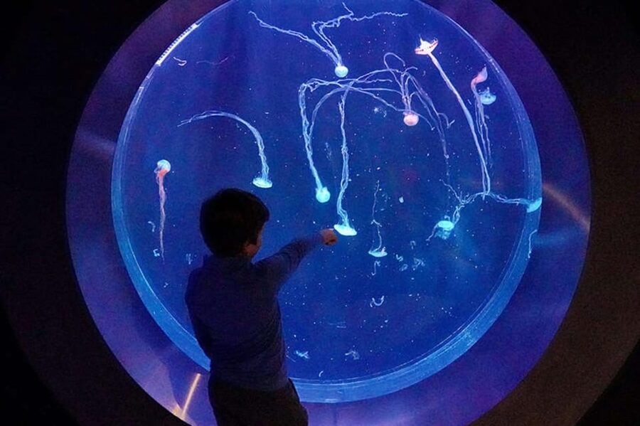 Prague: The World Of Jellyfish Entry Ticket w/ Drink - Video mapping and audiovisual effects