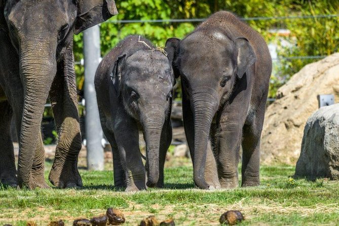 Prague Zoo Admission Ticket including Round Trip Transfer - The 9:00 am pickup and private ride