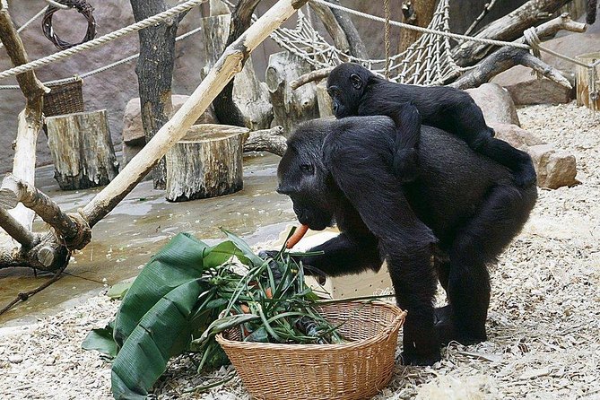 Prague Zoo Admission Ticket including Round Trip Transfer - Polar habitats, penguins, and feeding times