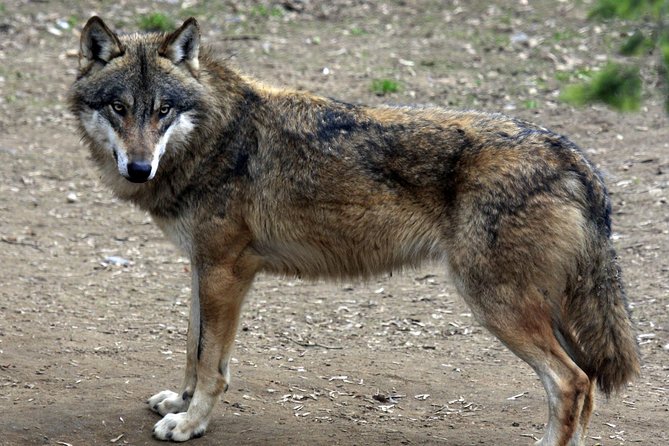 Prague Zoo Admission Ticket including Round Trip Transfer - Making the most of your six hours
