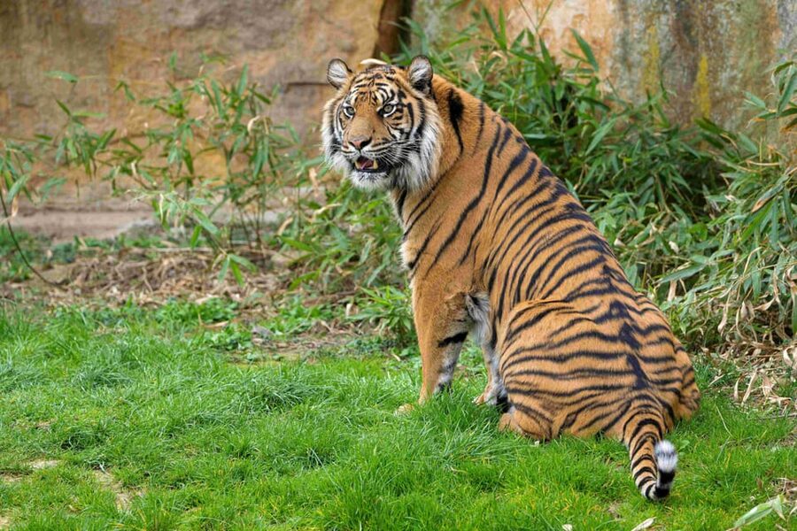 Prague Zoo: Skip-the-Line Entry Ticket - Why Prague Zoo deserves a place in your itinerary