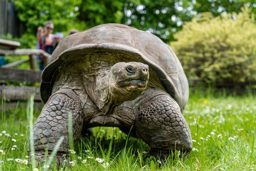 Prague Zoo: Skip-the-Line Entry Ticket - Elephants, giraffes, gorillas, and big cats