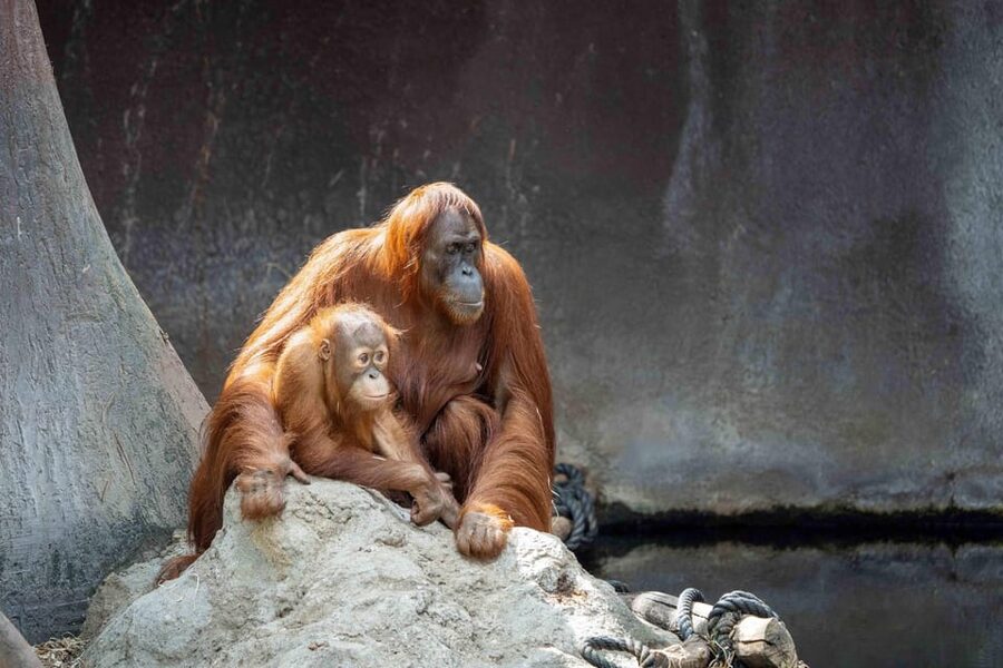 Prague Zoo: Skip-the-Line Entry Ticket - Food, toilets, and the practical side of a long day