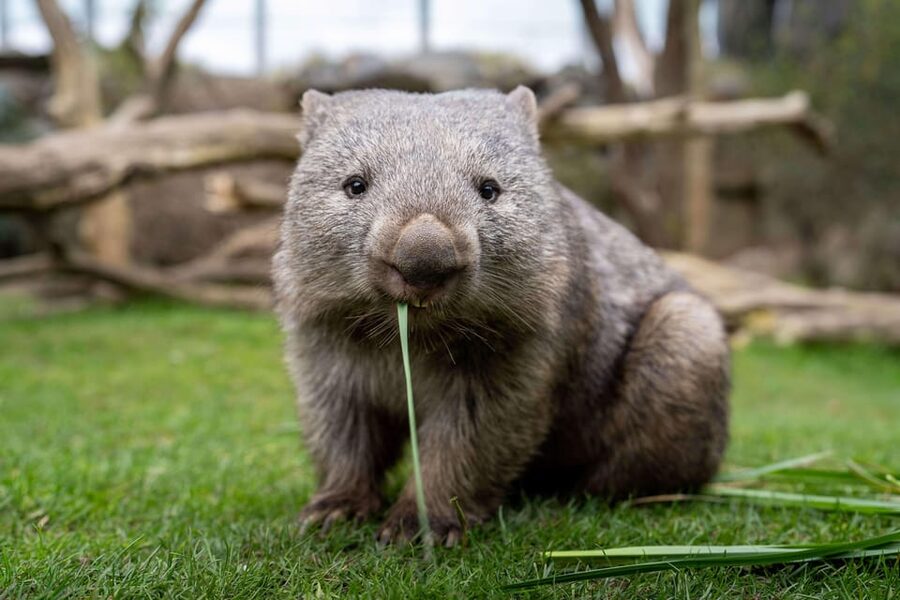 Prague Zoo: Skip-the-Line Entry Ticket - Choosing the best season and time of day